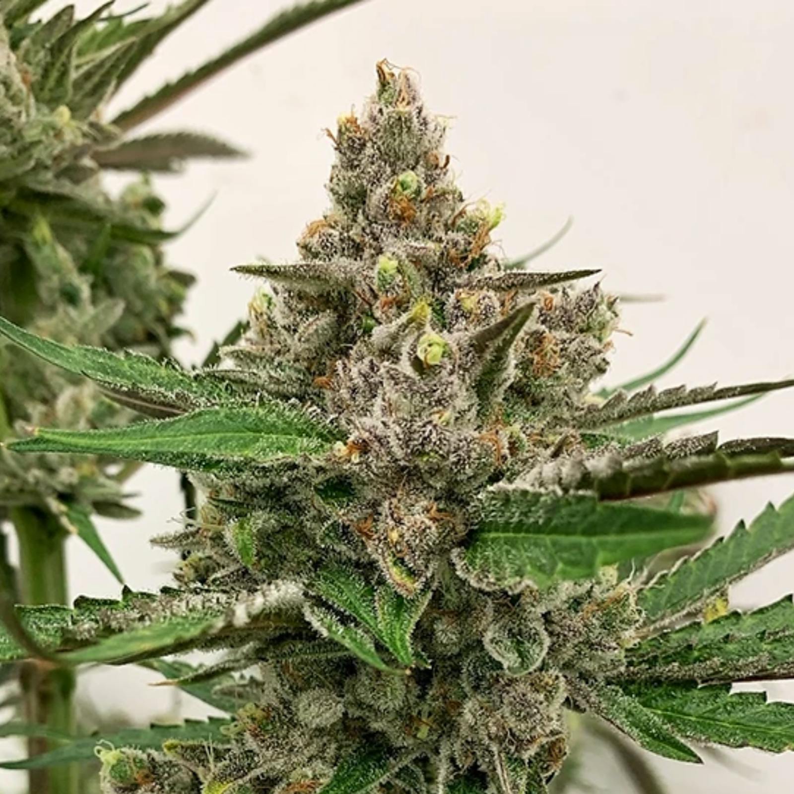 Exotic Strawberries & Cream F2 Leafly